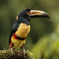 mindo tour of toucans