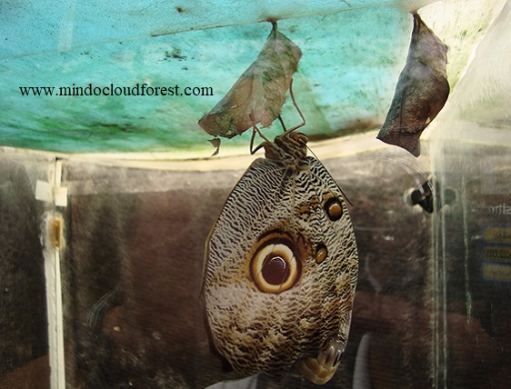 mindo butterflies