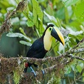 mindo tour of toucans